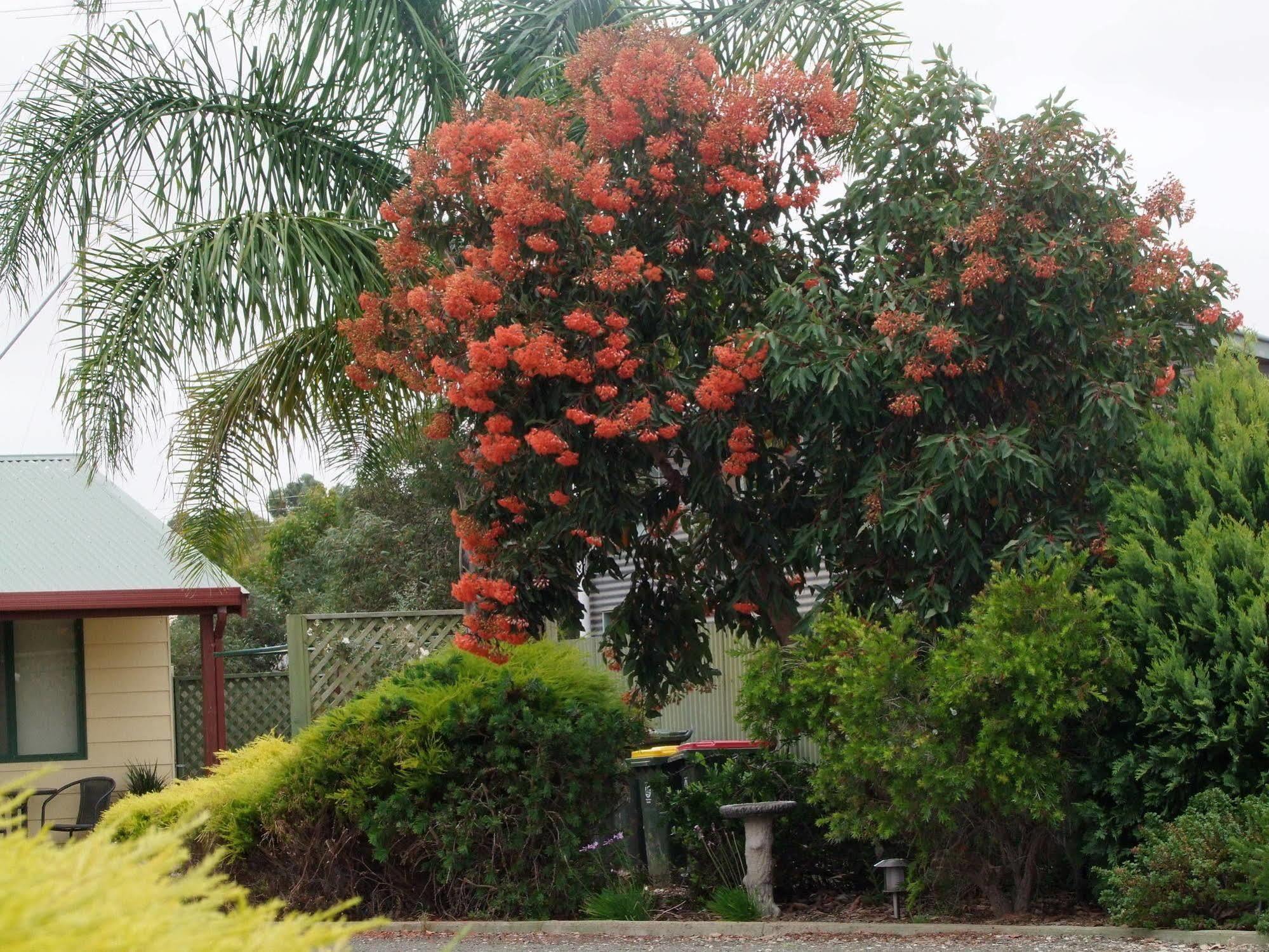 Ficifolia Lodge Parndana Exterior foto